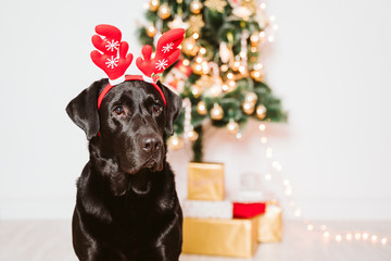 beautiful black labrador at home by the christmas tree. dog wearing a funny Santa diadem