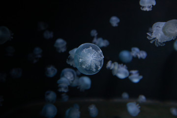 Small Jellyfish in marine aquarium 
