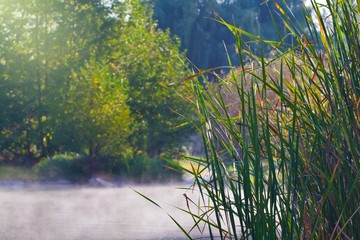 long green leaves of bulrush on a river bank with fast flow, fog cover water surface, quiet and peaceful misty sunrise, green tourism attraction, no human design background