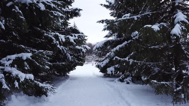 Winter landscape of the museum of I.E. Repin