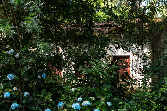 Casa velha virou tapera em meio a floresta
