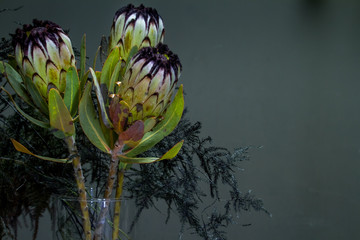 Demonic bouquet of black protea and asparagus in a glass vase on a dark background, selective focus