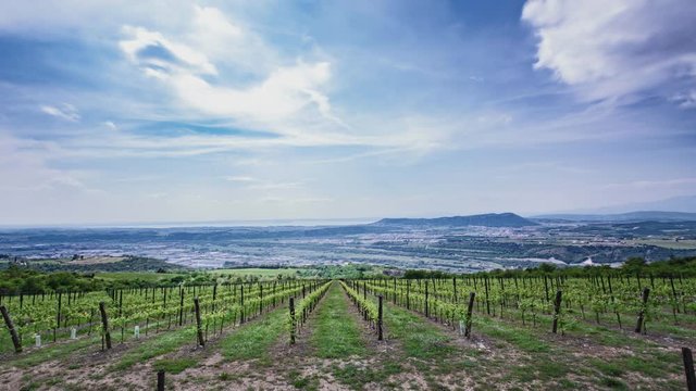 Vineyards