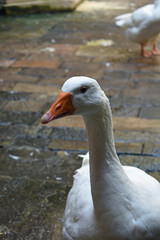 Detail of Tame White Goose in Stone Courtyard of Medieval Church 