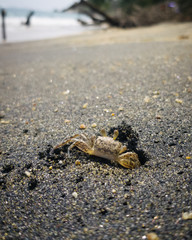 Cangrejo de playa
