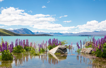 Gorgeous lakeside views of Mt Cook and pretty wild lupins at Lake Tekapo, New Zealand