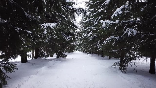 Winter landscape of the museum of I.E. Repin