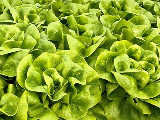 Organic lettuce