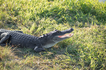american alligator hisses at you as you approach