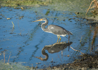 tri color heron gives a side profile in the wetlands
