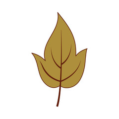 Isolated autumn leaf vector design