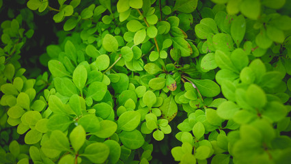 Macro view foliage green background