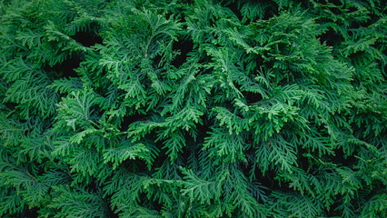 Pine tree background wall