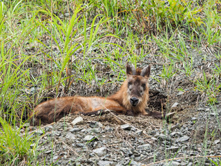 ニホンカモシカ