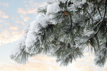 Snow covered pine trees.