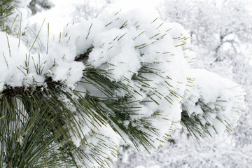 Evergreen pine branches under the snow