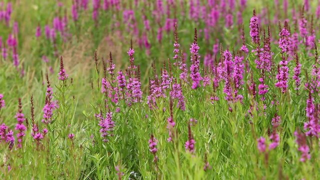 flowering crybaby grass close-up