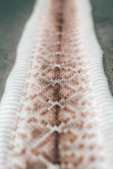 Rattle snake skin. Ensenada. Baja California. Mexico.