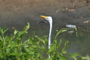 great blue heron