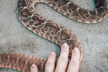 Rattle snake closeup. Venomous snakes. Danger animals closeup. Mexican animals. Ensenada. Baja California. Mexico. 