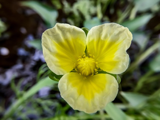Obraz premium yellow flower in wild nature