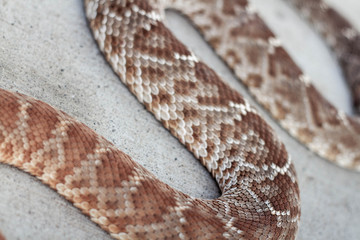 Fototapeta premium Rattle snake closeup. Venomous snakes. Danger animals closeup. Mexican animals. Ensenada. Baja California. Mexico. 
