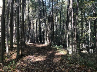 path in the forest interior