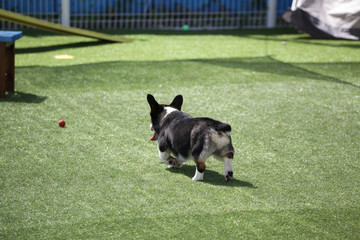 Happy puppies in a private playground	