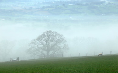 Obraz na płótnie Canvas Foggy morning in Axe Valley, Devon