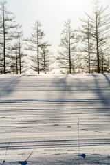 雪原のカラマツの影と野生動物の足跡