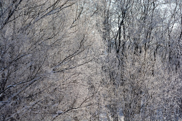 寒い朝の河原の冬木立