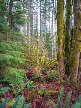 Images from the challenging Rattlesnake Ridge Trail with trees moss boulders plants logs fog trails mountains plants twigs and red leaves in washington state