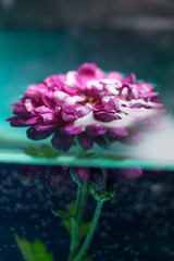 purple flower in transparent water