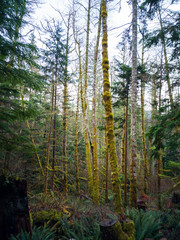 Images from the challenging Rattlesnake Ridge Trail with trees moss boulders plants logs fog trails mountains plants twigs and red leaves in washington state