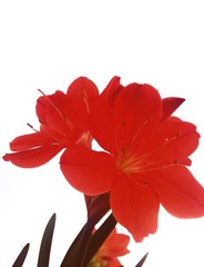 red flower isolated on white background