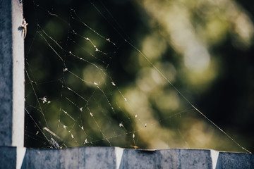 Web on a corrugated fence