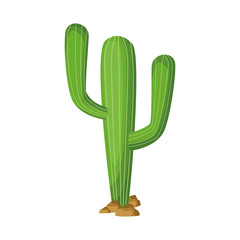Isolated cactus plant vector design © Jemastock