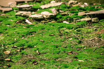 Naklejka na ściany i meble Overgrown bright green moss among the ruins