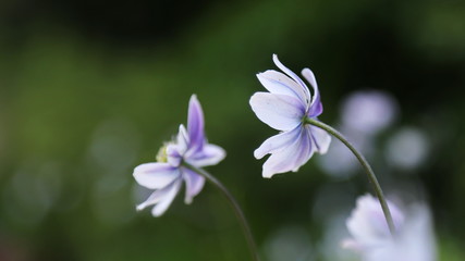 Fototapeta premium Anemone rivularis in a garden