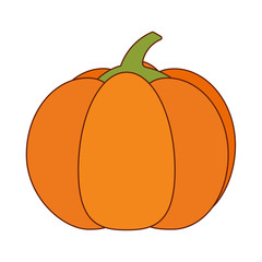 Isolated pumpkin fruit vector design