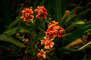 A perfeita imperfeição da béla flor