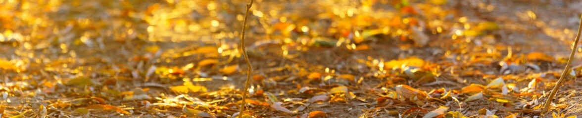 autumn leaves background. panoramic view of sunset bokeh background 