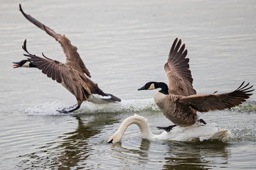 Canada Goose (Branta canadensis) attacking and running over swimming Mute Swan (Cygnus olor) in...