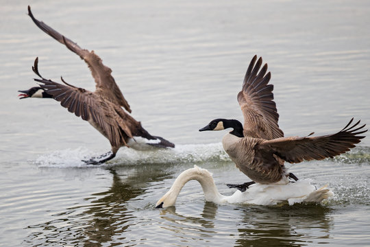 Canada Goose (Branta canadensis) attacking and running over swimming Mute Swan (Cygnus olor) in lake, Baden-Wuerttemberg, Germany
