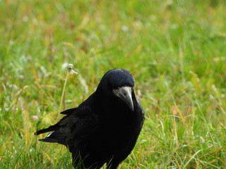 Birds are our friends.