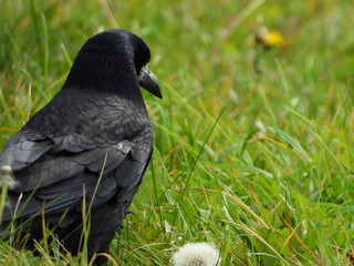 Birds are our friends.