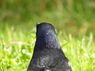 Birds are our friends.