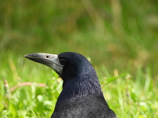 Birds are our friends.