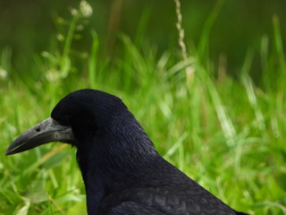 Birds are our friends.