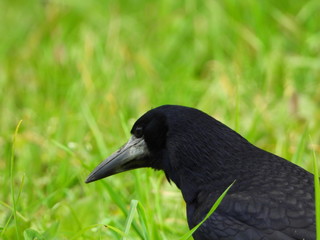 Birds are our friends.